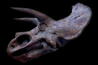 Triceratops Treatment